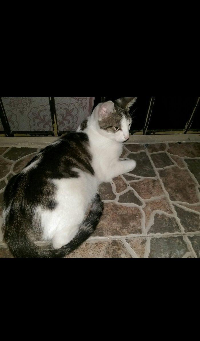 Стерилизованная кошечка ищет дом. Полтора года. Чистая, проглистованна