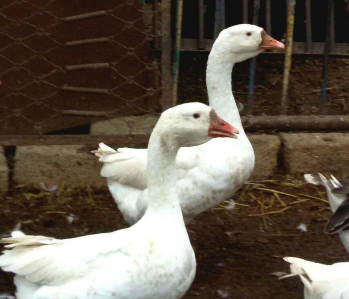 Rus, kuban, kubanan dönmə qaz satıram 7,8 aylıq biri 40, 35 manata unv