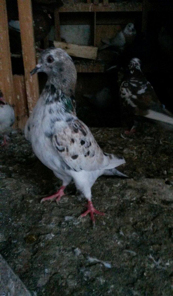 ebres erkey oynaqsiz 4saat dan çox gezir sağlamligina da cavabdehem sa