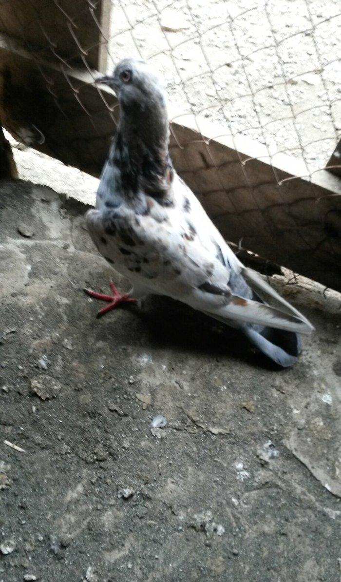 ebres erkey oynaqsiz 4saat dan çox gezir sağlamligina da cavabdehem sa