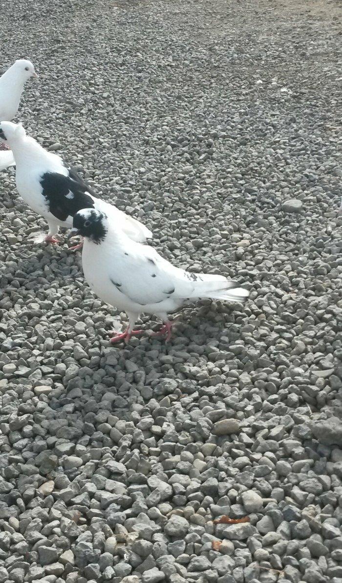 17 tuk qarabas maya cute düşmeye hazırdı oynagi var tutulmadi ciddi al