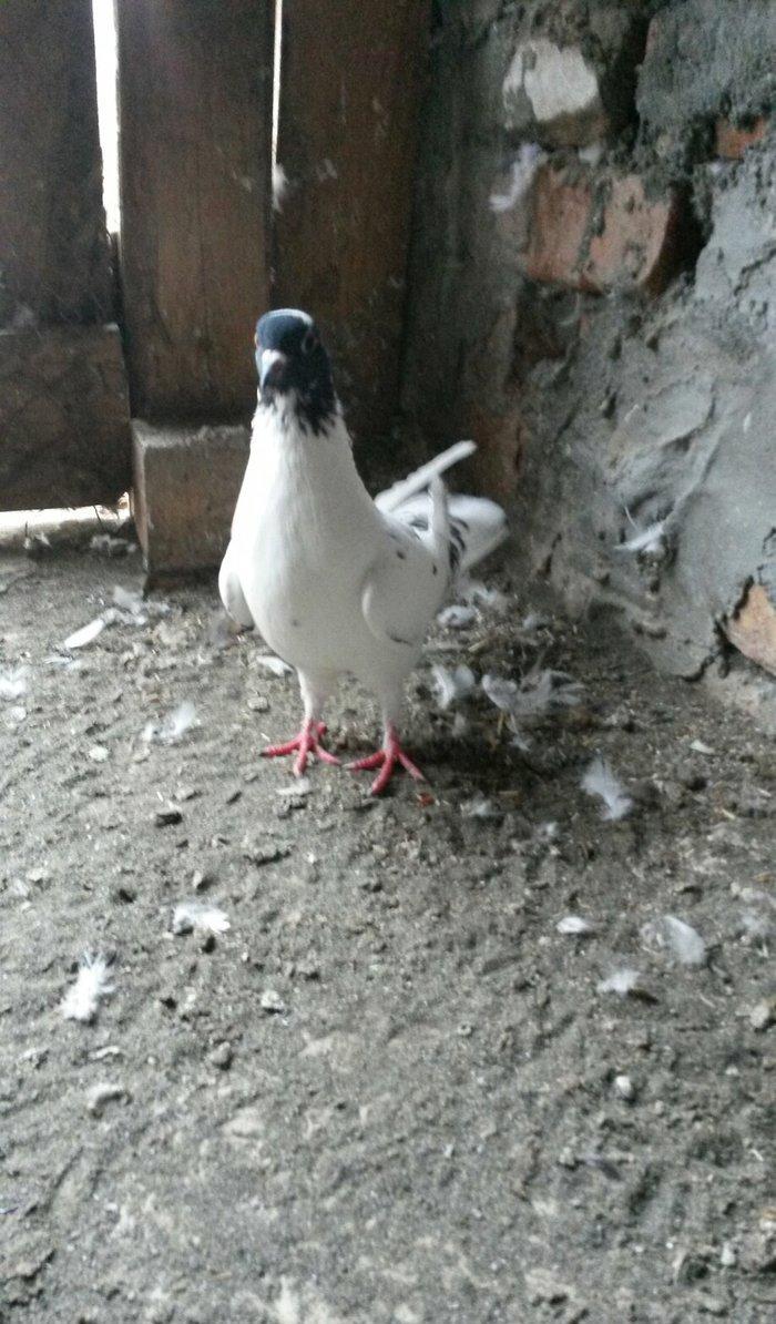 17 tuk qarabas maya cute düşmeye hazırdı oynagi var tutulmadi ciddi al