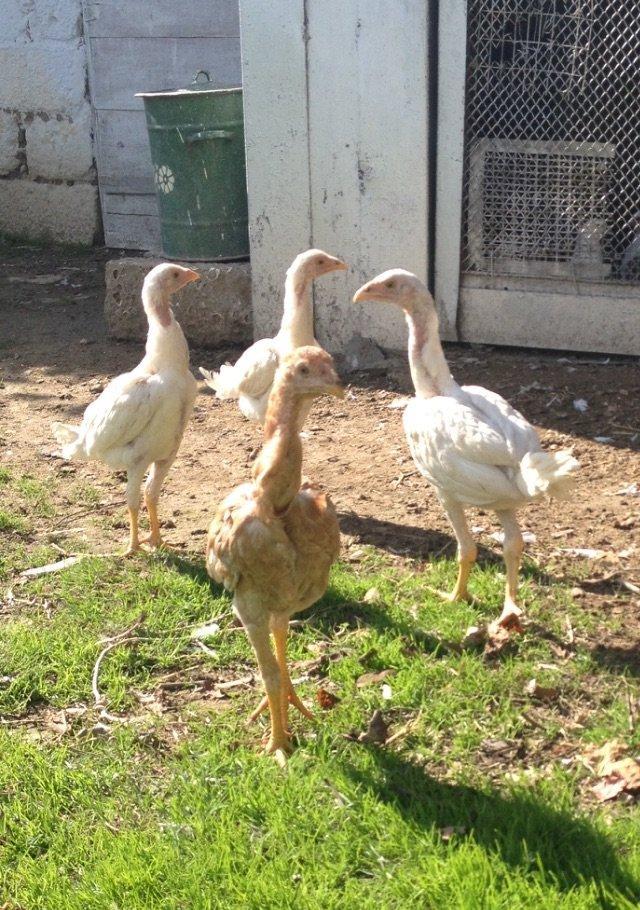 4 ayliq cox doyuwken ag heyrati cuceler satilir ata analari wekilde go