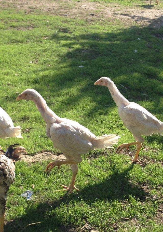 4 ayliq cox doyuwken ag heyrati cuceler satilir ata analari wekilde go