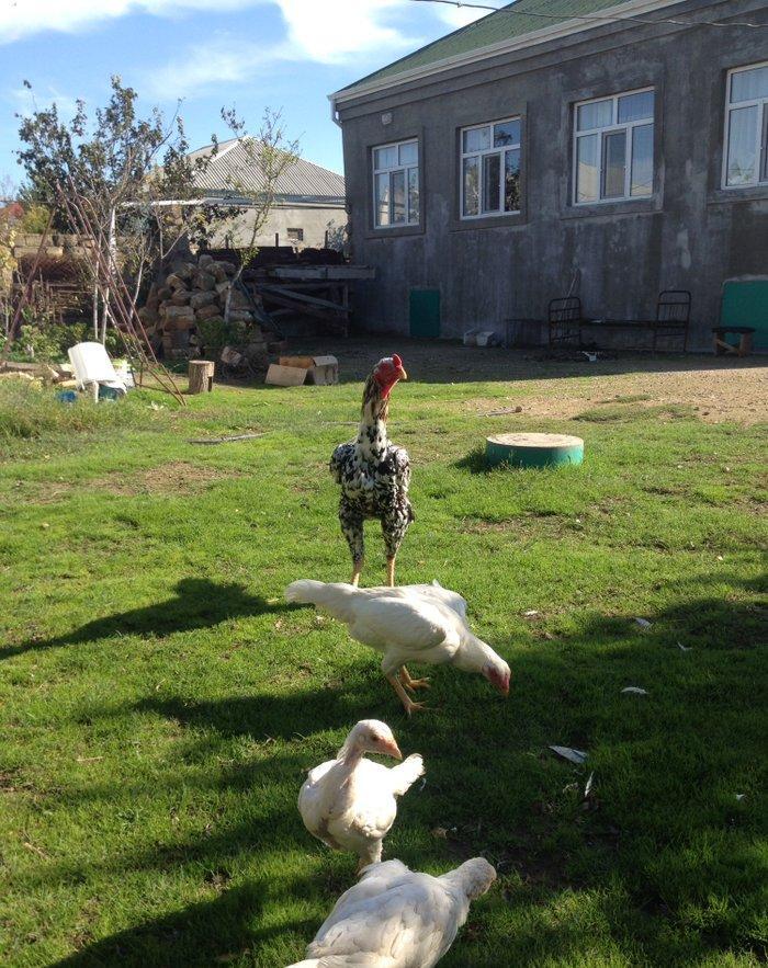 4 ayliq cox doyuwken ag heyrati cuceler satilir ata analari wekilde go