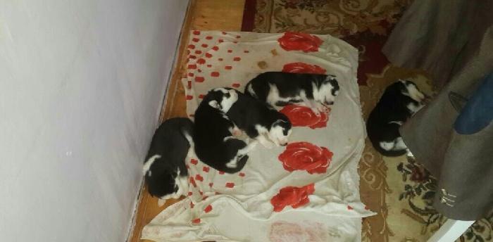 Gozleri goy erkek xaksi balasi satilir tam saglam baladir 45 gunlukdu