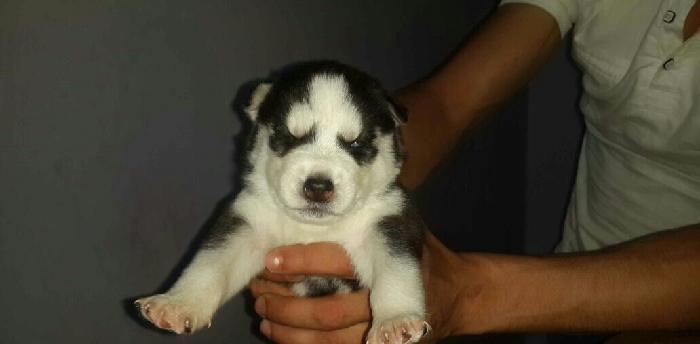 Gozleri goy erkek xaksi balasi satilir tam saglam baladir 45 gunlukdu