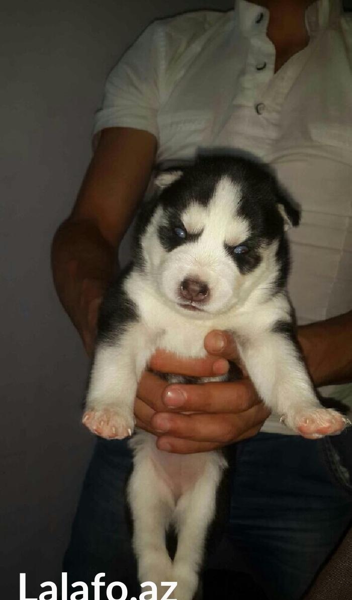 Gozleri goy erkek xaksi balasi satilir tam saglam baladir 45 gunlukdu