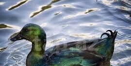 kayuqa ordeyler satilir bir ededi 100 azn qiymet sondu diwi ordeylerdi