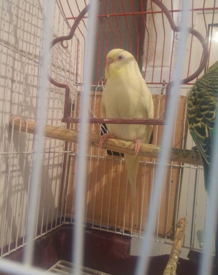 Cut papuqay qefesle bir yerde sari lutino qirmizi gozdu bir defe bala