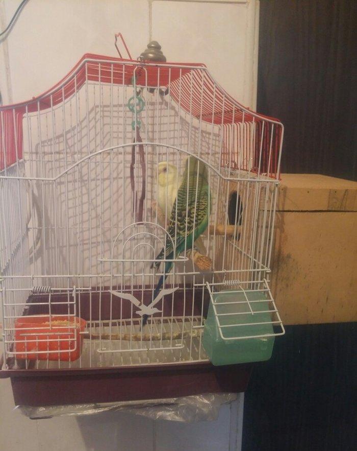 Cut papuqay qefesle bir yerde sari lutino qirmizi gozdu bir defe bala