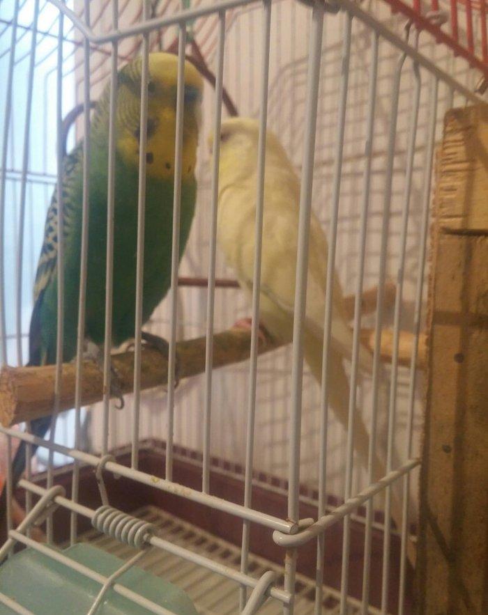 Cut papuqay qefesle bir yerde sari lutino qirmizi gozdu bir defe bala