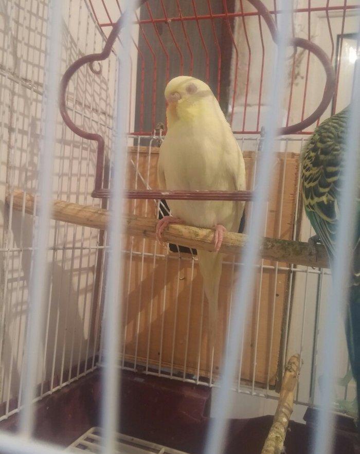 Cut papuqay qefesle bir yerde sari lutino qirmizi gozdu bir defe bala