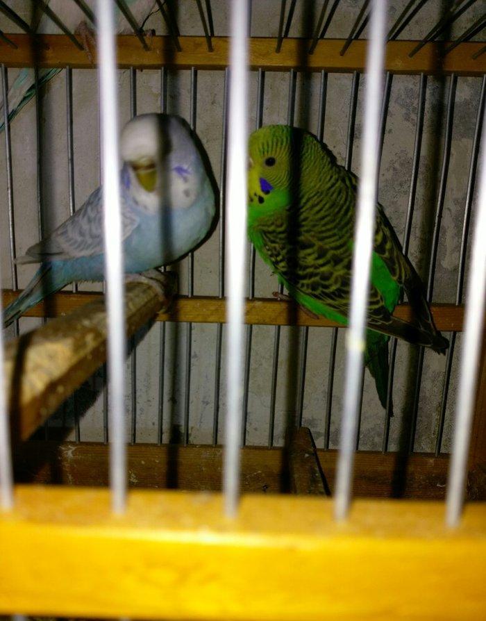 Hazir bala veren cut satiram .erkek mavi spengel ,disi yasil .bir defe