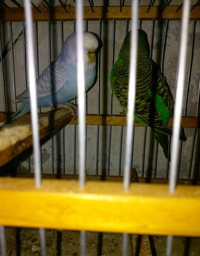 Hazir bala veren cut satiram .erkek mavi spengel ,disi yasil .bir defe