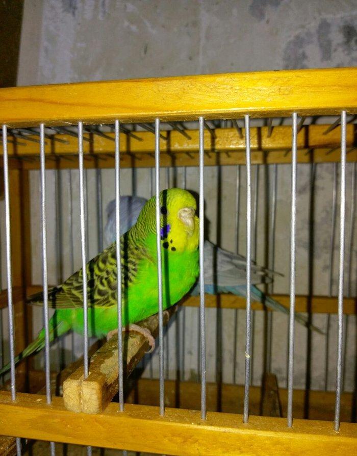 Hazir bala veren cut satiram .erkek mavi spengel ,disi yasil .bir defe