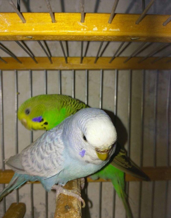 Hazir bala veren cut satiram .erkek mavi spengel ,disi yasil .bir defe