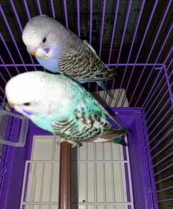 Sekilde gorduyunuz quslardir. Cox saglam ve aktivdir. Tund reng