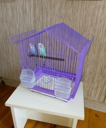 Sekilde gorduyunuz quslardir. Cox saglam ve aktivdir. Tund reng