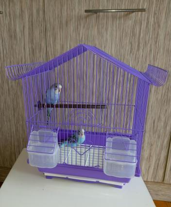 Sekilde gorduyunuz quslardir. Cox saglam ve aktivdir. Tund reng