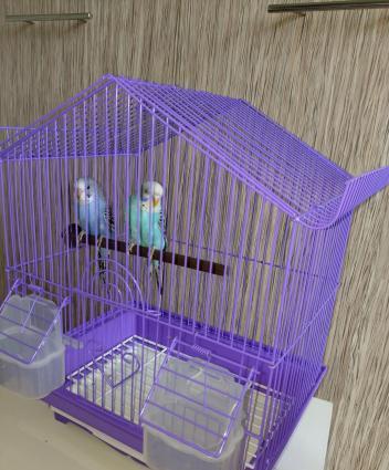 Sekilde gorduyunuz quslardir. Cox saglam ve aktivdir. Tund reng