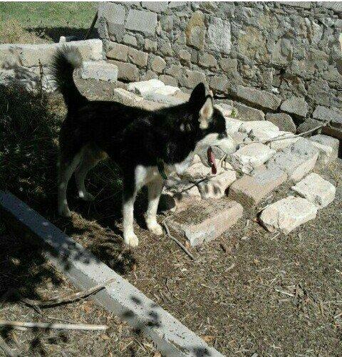 temiz xaski satilir 1 defe bala verib erkek xaskide var ikisi ayriliqd