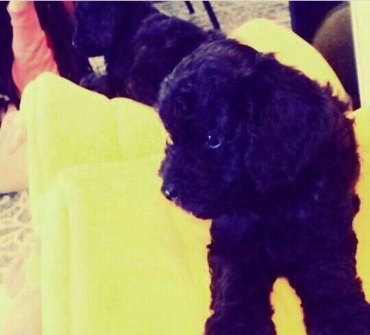 Pudel 5 aylir. Evi ve butun aksisuarlari hediyye. Tam saglamdir. Diwii