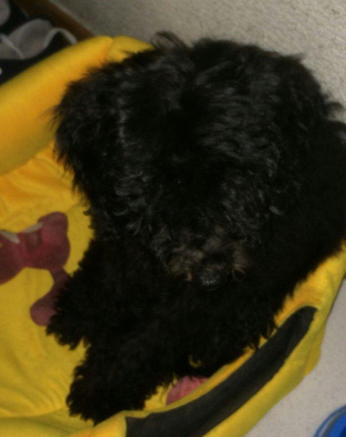 Pudel 5 aylir. Evi ve butun aksisuarlari hediyye. Tam saglamdir. Diwii