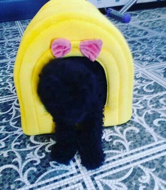 Pudel 5 aylir. Evi ve butun aksisuarlari hediyye. Tam saglamdir. Diwii