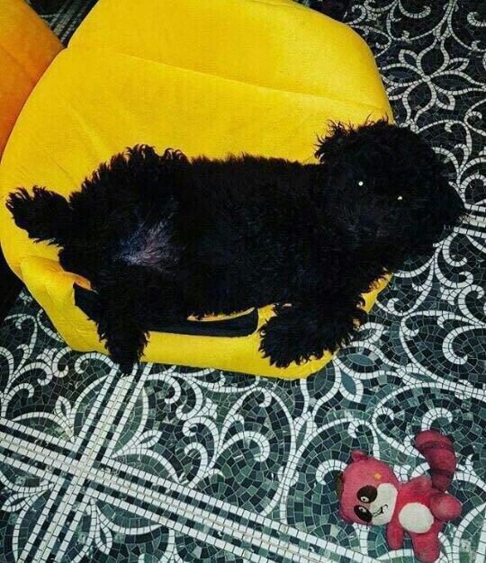 Pudel 5 aylir. Evi ve butun aksisuarlari hediyye. Tam saglamdir. Diwii