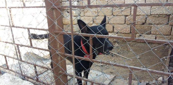 Avcarka satiram. 2 yawin var. Real alıcıya qiymət fərqi ola bilər.