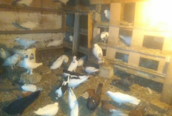 Qus goyerchin tecili satilir. Hamisi bir yerde. Tek tek satilmir. Biri