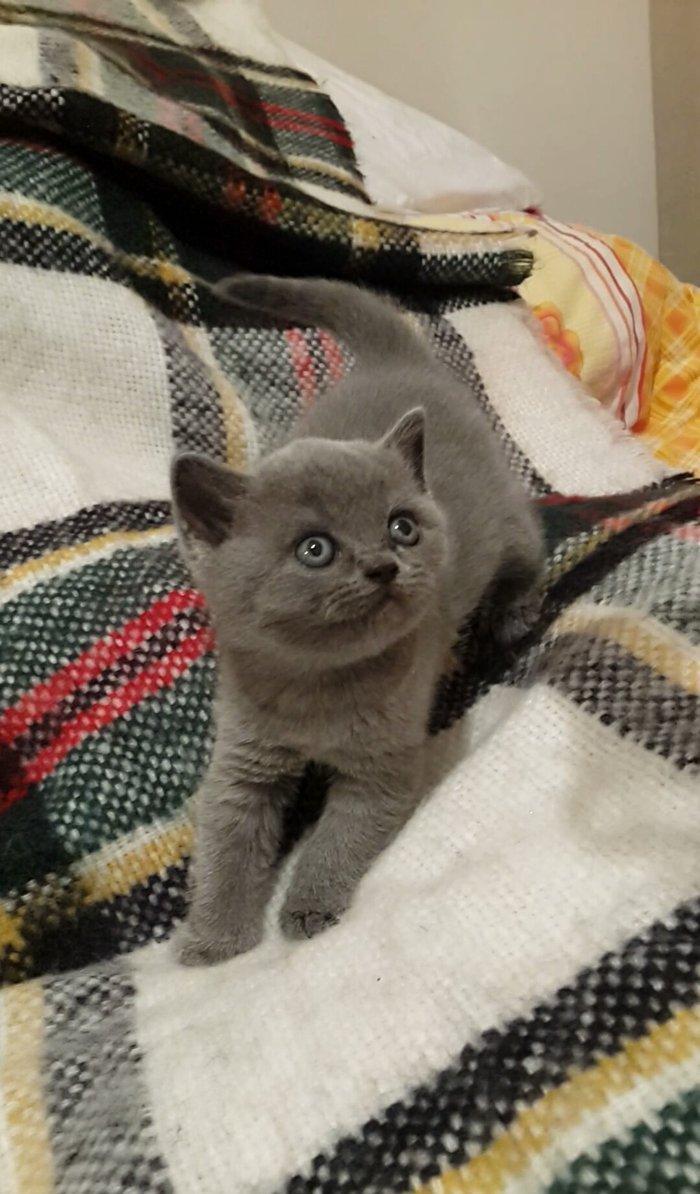 прямоушка девочка 40 дней.ходит в лоток и приучена к корму.250 ман.