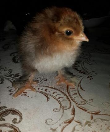 Brama: temiz cins brama cuceleri: gold, dark, light, buff, silver.