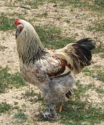 Brama: temiz cins brama cuceleri: gold, dark, light, buff, silver.