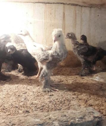 Brama: temiz cins brama cuceleri: gold, dark, light, buff, silver.