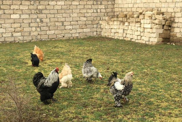 Brama: temiz cins brama cuceleri: gold, dark, light, buff, silver.