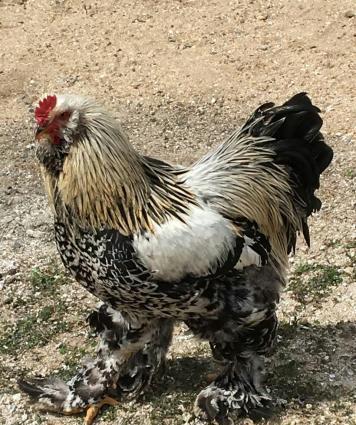 Brama: temiz cins brama cuceleri: gold, dark, light, buff, silver.