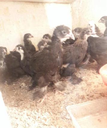 Brama: temiz cins brama cuceleri: gold, dark, light, buff, silver.