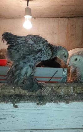 Brama: temiz cins brama cuceleri: gold, dark, light, buff, silver.