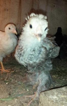 Brama: temiz cins brama cuceleri: gold, dark, light, buff, silver.