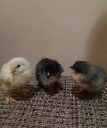 Brama cuceleri. Her yawda temiz cins brama cuceleri: gold, dark, light