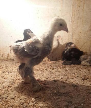 Brama cuceleri. Her yawda temiz cins brama cuceleri: gold, dark, light