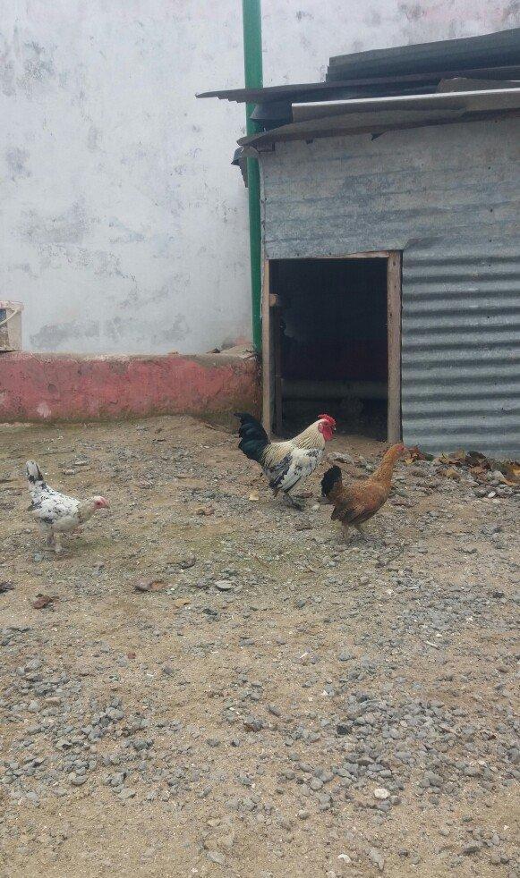 wpanka 2 toyug 1 xoruz satiram.temiz wpankadilar.leleylidiler bezi wpa