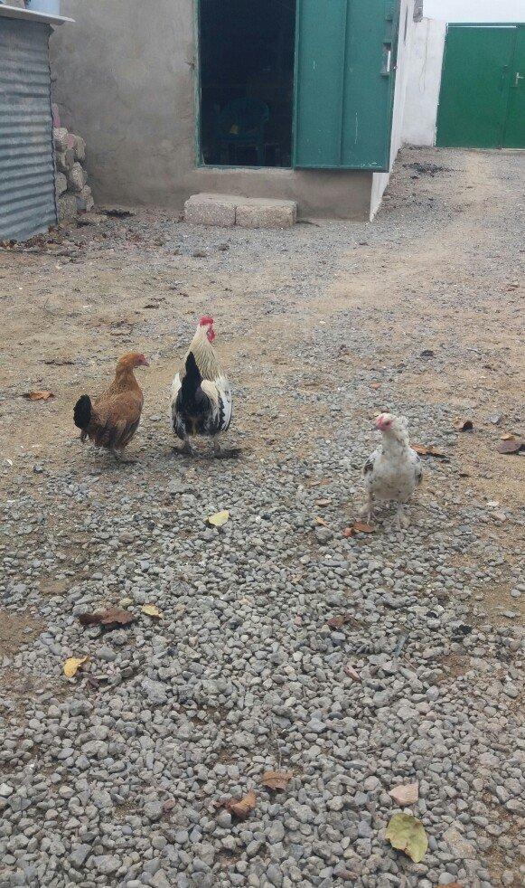 wpanka 2 toyug 1 xoruz satiram.temiz wpankadilar.leleylidiler bezi wpa