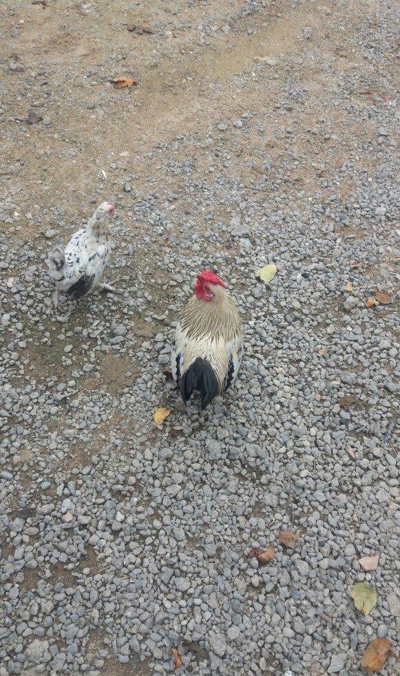 wpanka 2 toyug 1 xoruz satiram.temiz wpankadilar.leleylidiler bezi wpa