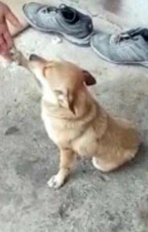 dişi zvanok 1 yas 7 ayliqdi 2 defe bala verib.40 azn qiymet sondu