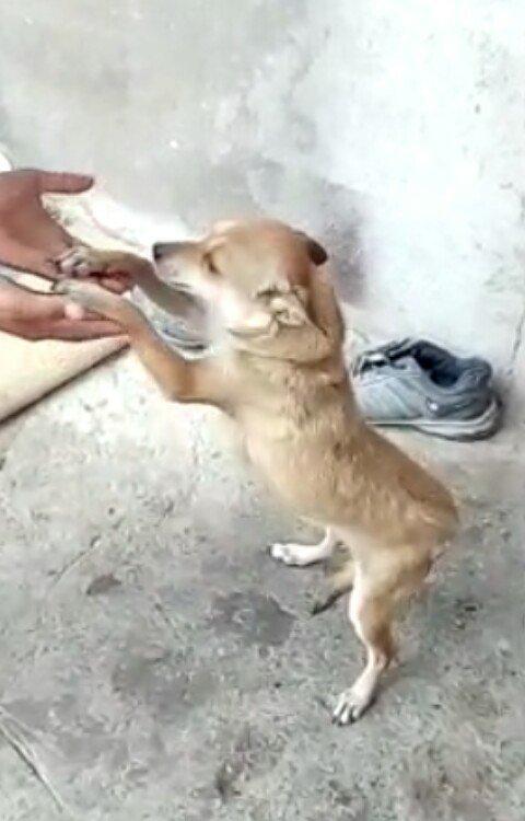 dişi zvanok 1 yas 7 ayliqdi 2 defe bala verib.40 azn qiymet sondu