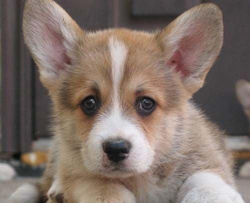 -Щенки КОРГИ рыже-белого . Документы ФЦИ- КСУ . Вакцинация обработка