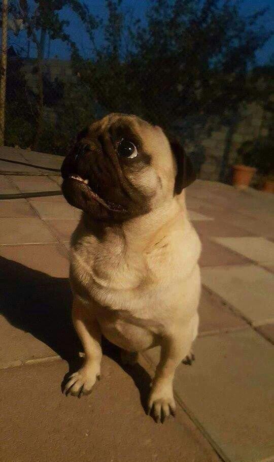 Mops cinsi. 1 yaşı var, xəstəliyi yoxdur, mütəmadi olaraq baxımlı olub